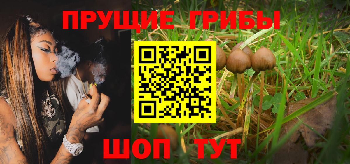 Псилоцибиновые грибы Cubensis Буйнакск